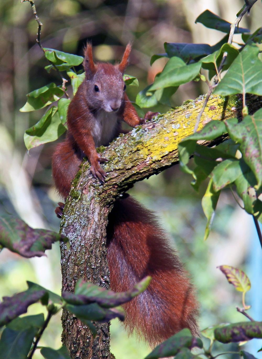 Eichhörnchen sitzt auf einem Baum und hält sich fest
