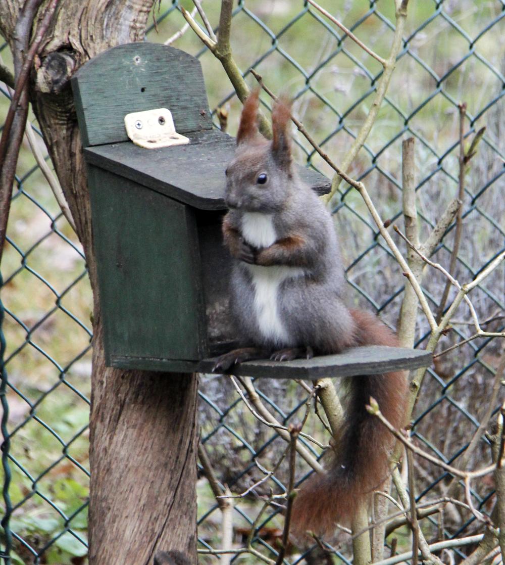 ein Eichhörnchen sitzt vor einer Futterstelle