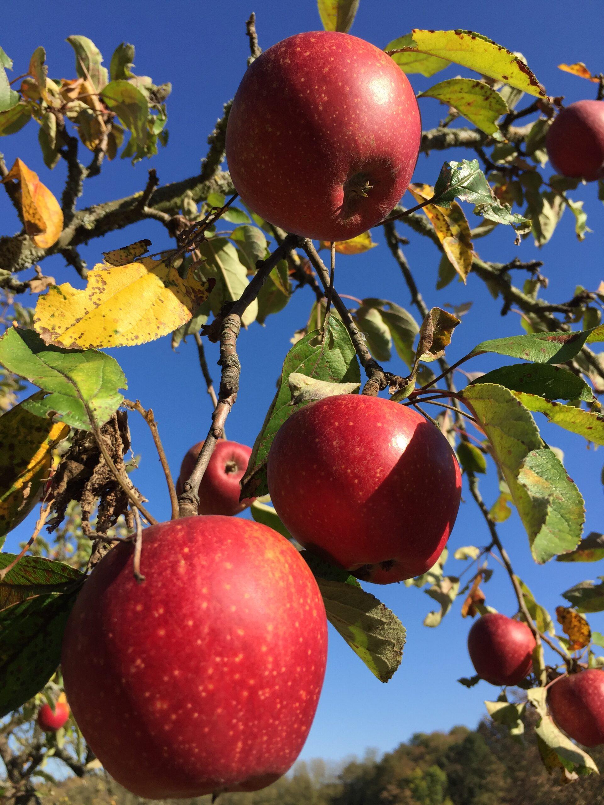 Äpfel hängen im Baum im Kurzinterview mit Linda Beller