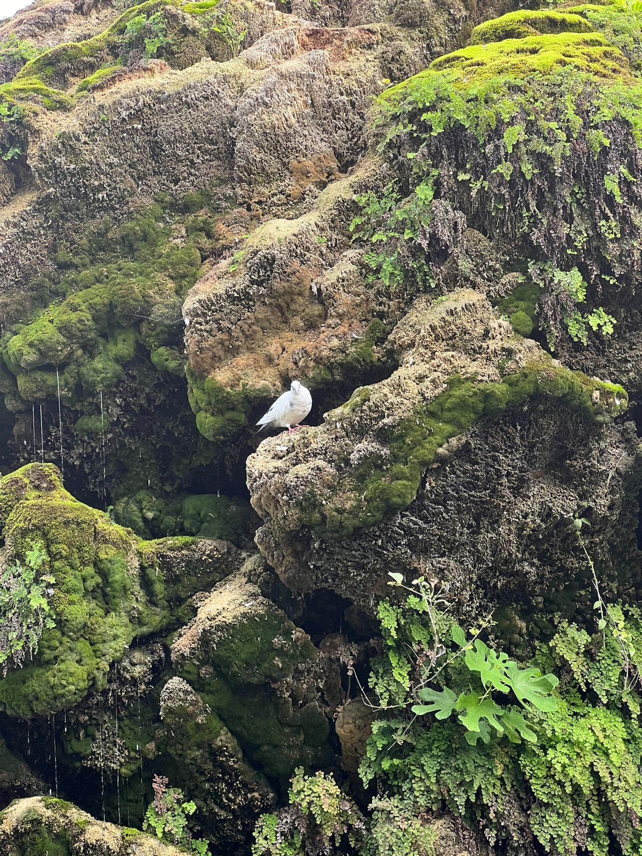 In den Wäldern Frankreichs sitzt ein Vogel einem Stein